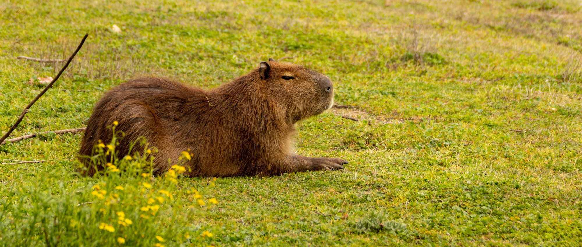 Capivaras em reprodução<span class="rmp-archive-results-widget rmp-archive-results-widget--not-rated"><i class=" rmp-icon rmp-icon--ratings rmp-icon--star "></i><i class=" rmp-icon rmp-icon--ratings rmp-icon--star "></i><i class=" rmp-icon rmp-icon--ratings rmp-icon--star "></i><i class=" rmp-icon rmp-icon--ratings rmp-icon--star "></i><i class=" rmp-icon rmp-icon--ratings rmp-icon--star "></i> <span>0 (0)</span></span>